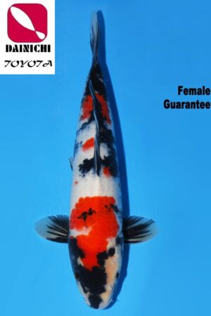 GK-3725 - Showa - Dainichi