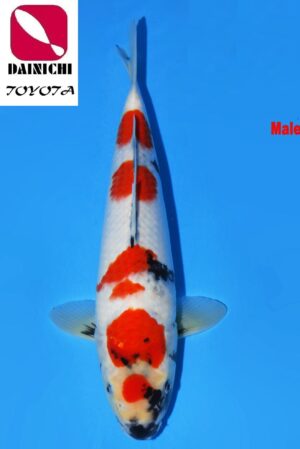 GK-3726 - Showa - Dainichi