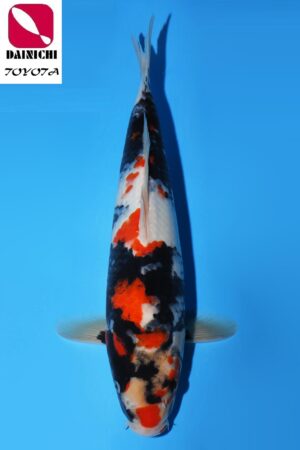 GK-3602 - Showa - Dainichi