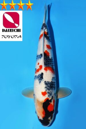 GK-3727 - Showa - Dainichi