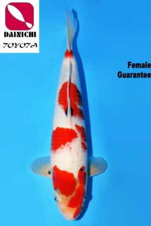 GK-3728 - Showa - Dainichi