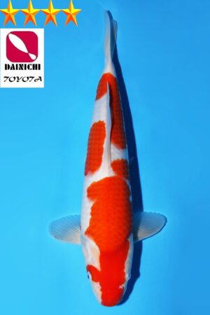 GK-3607 - Kohaku - Dainichi