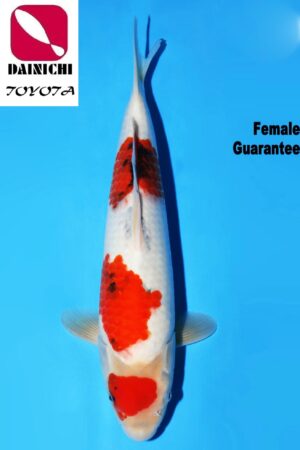 GK-3730 - Showa - Dainichi