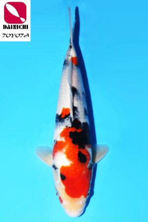 GK-3608 - Showa - Dainichi