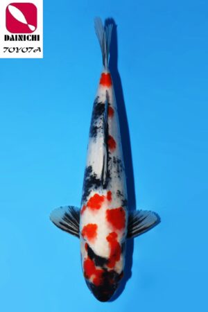 GK-3619 - Showa - Dainichi