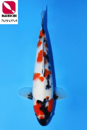 GK-3627 - Showa - Dainichi