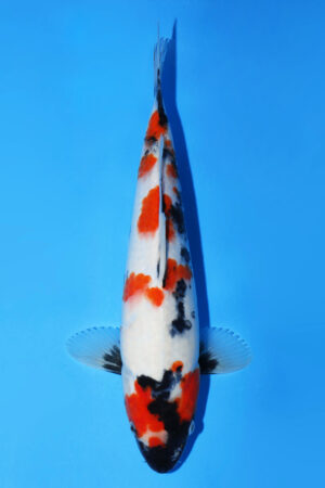 GK-3627 - Showa - Dainichi