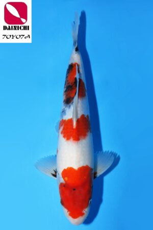 GK-3628 - Showa - Dainichi