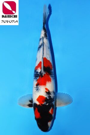 GK-3640 - Showa - Dainichi