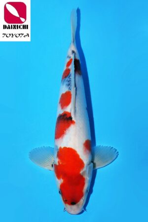 GK-3631 - Showa - Dainichi