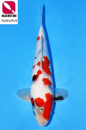 GK-3632 - Showa - Dainichi