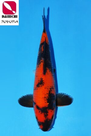 GK-3633 - Hi Utsuri - Dainichi