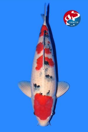 GK-3670 - Sanke - Taniguchi