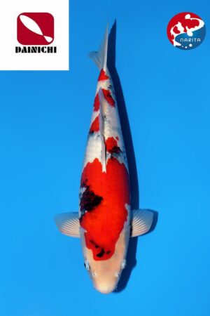 GK-3672 - Showa - Dainichi