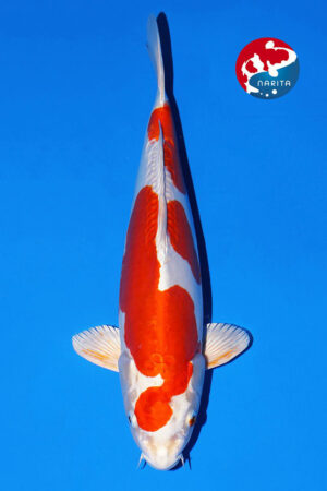 GK-3636 - Kikisui - Marusaka