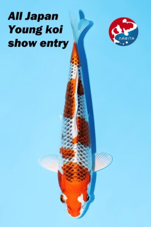 GK-3654 - Kujaku - Hosokai