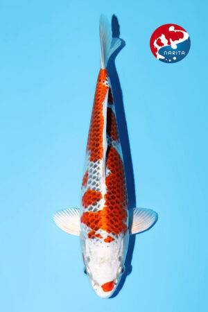 GK-3655 - Kujaku - Hosokai