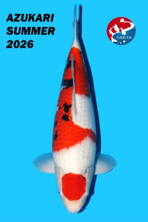 GK-3745 - Sanke - Sakai co ltd