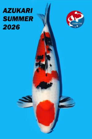 GK-3746 - Sanke - Sakai co ltd