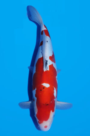 GK-3679 - Doitsu Sanke - Shinoda