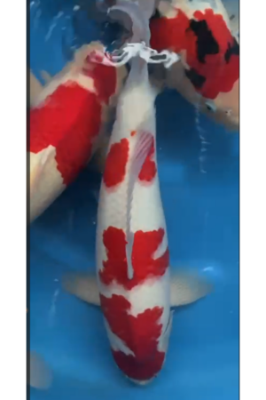 GK-3691 - Kohaku - Okawa
