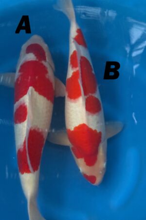 GK-3674 - Kohaku - Ogawa