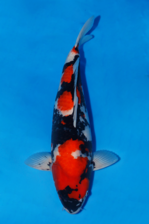 GK-3735 - Showa - Yagenji