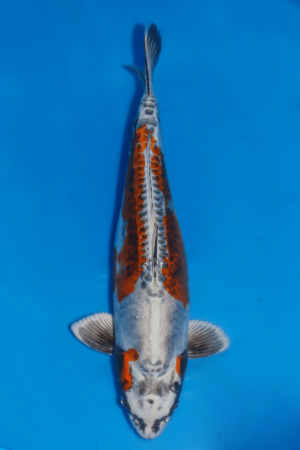 GK-3736 - Beni Kikokoryu - Yagenji