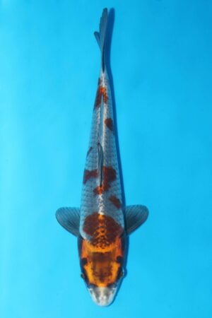 A-0096 - Kawarigoi - Masaki