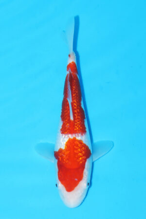 A-0047 - Gin Rin Kohaku - Maruyama