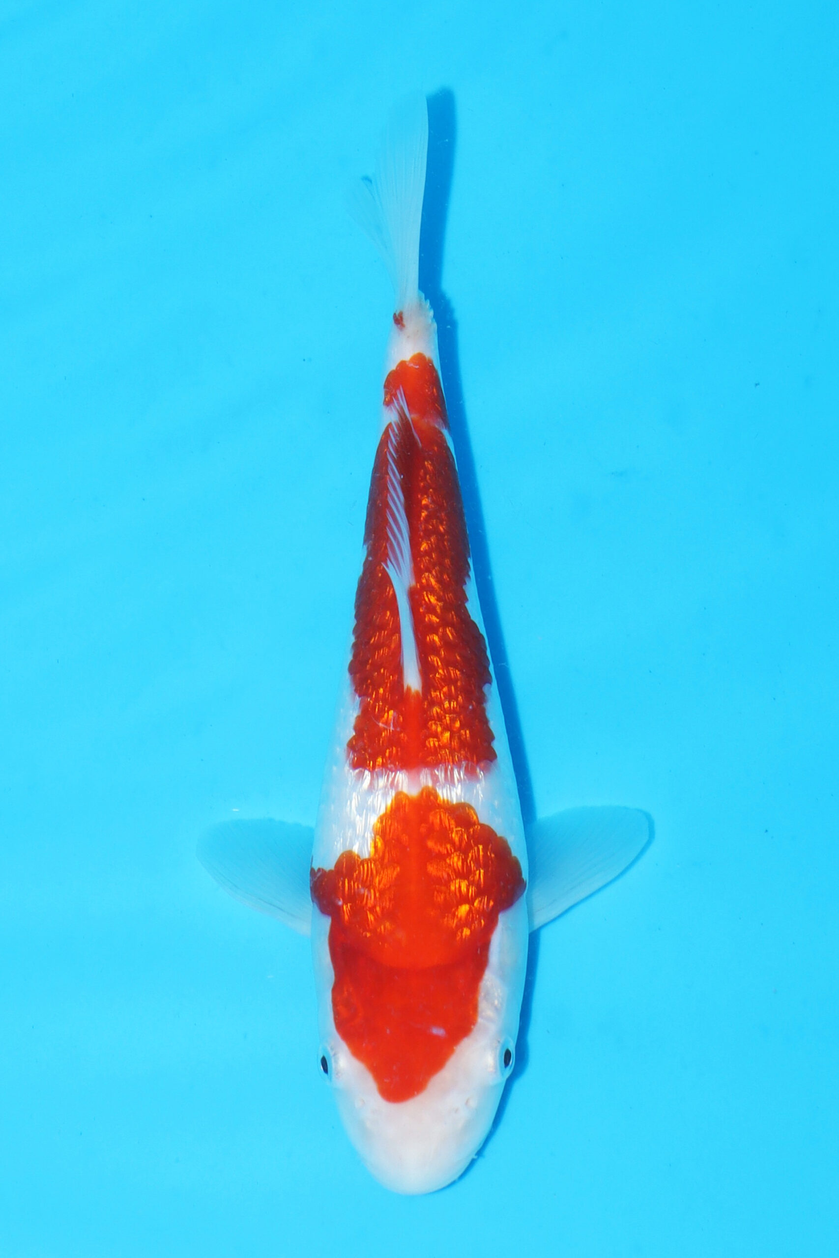 A-0047 - Gin Rin Kohaku - Maruyama