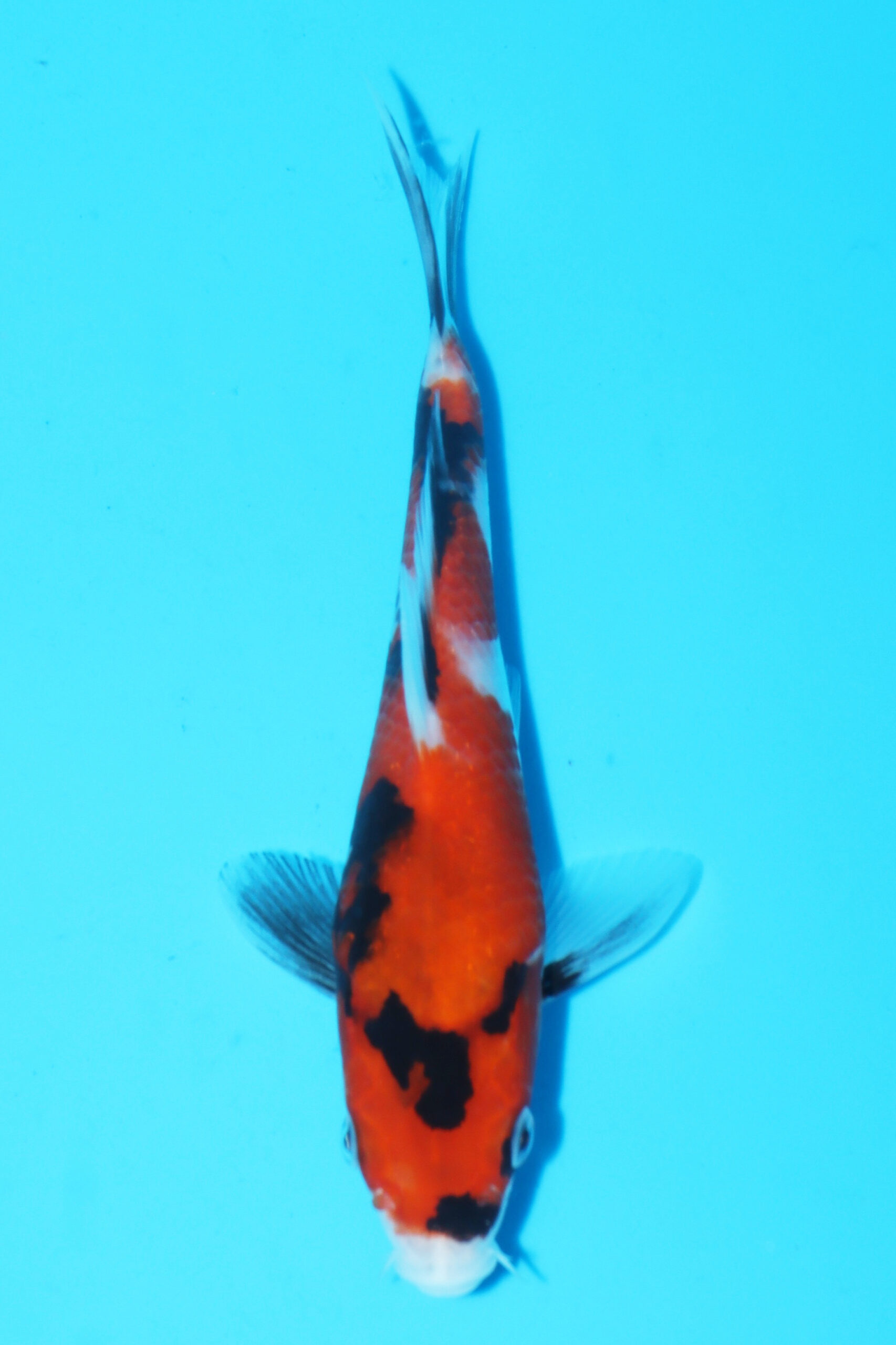 A-0049 - Showa - Izumiya