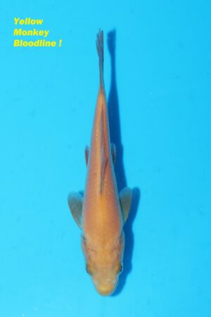 A-0050 - Karashigoi - Dainichi