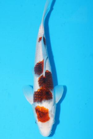 A-0078 - Budo Goromo - Takatatsu