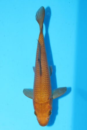 A-0055 - Chagoi - Oofuchi