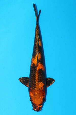 A-0061 - Kin Ki Utsuri - Marusaka