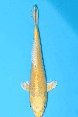 A-0062 - Yamabuki Ogon - Izumiya