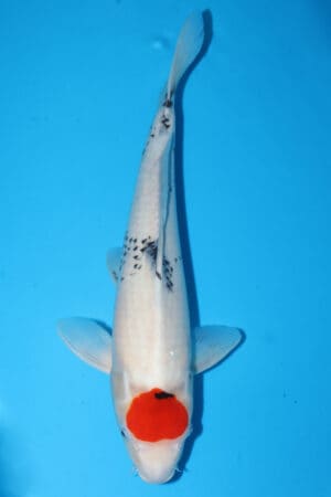 A-0097 - Tancho Showa - Tamaura