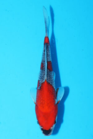 A-0073 - Goshiki - Masaki