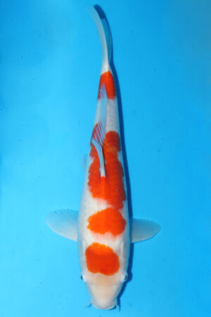 A-0074  - Kohaku - Hoshikin