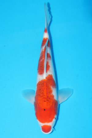 A-0080 - Ai Goromo - Takatatsu