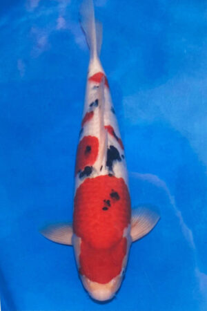 A-0084 - Sanke - Tamaura