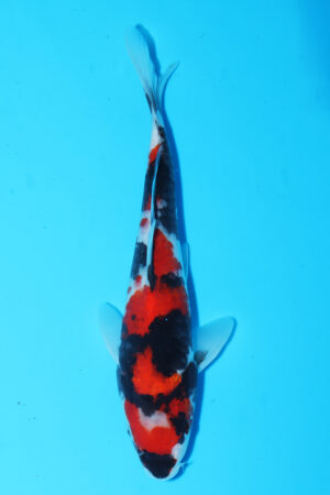 A-0090 - Showa - Izumiya