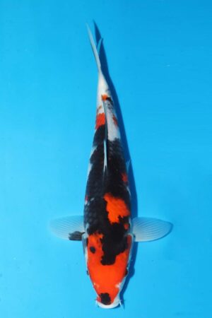 A-0092 - Showa - Oya