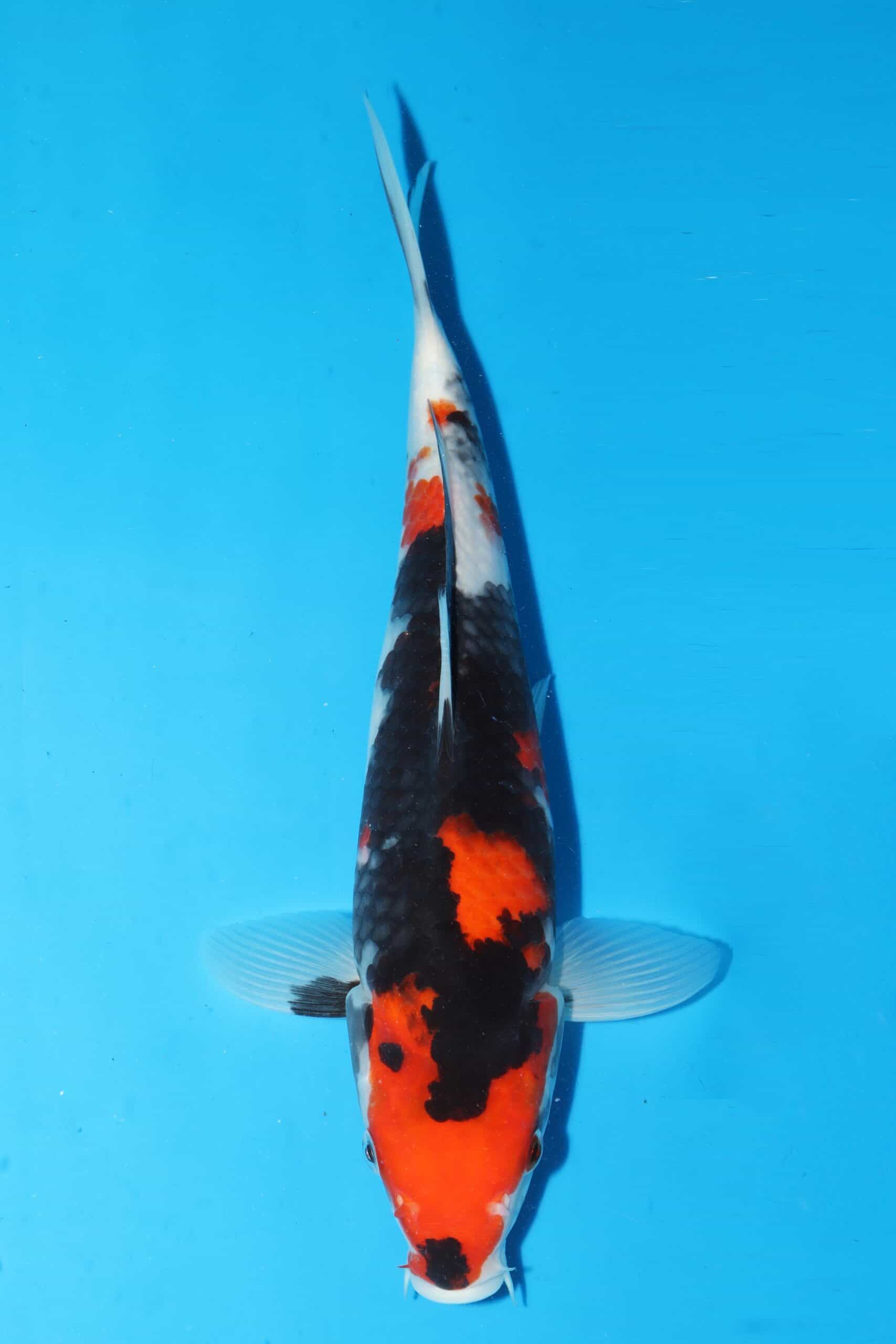 A-0092 - Showa - Oya