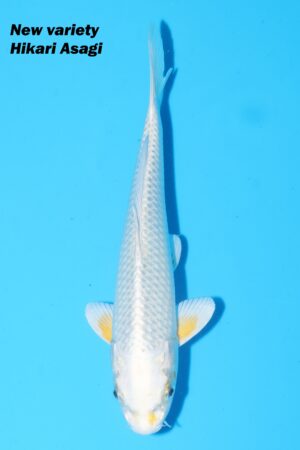 A-0094 - Kawarigoi - Oya