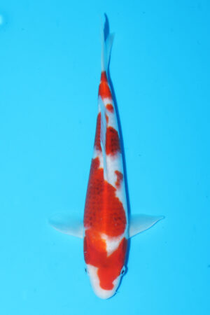 A-0095 - Ai Goromo - Izumiya