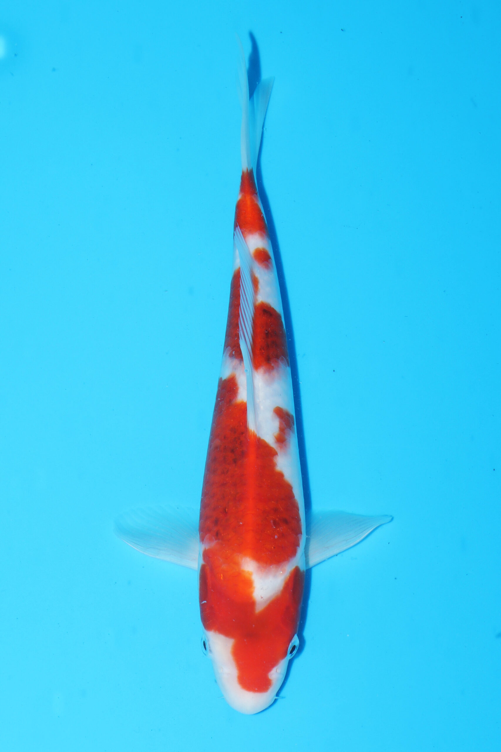 A-0095 - Ai Goromo - Izumiya