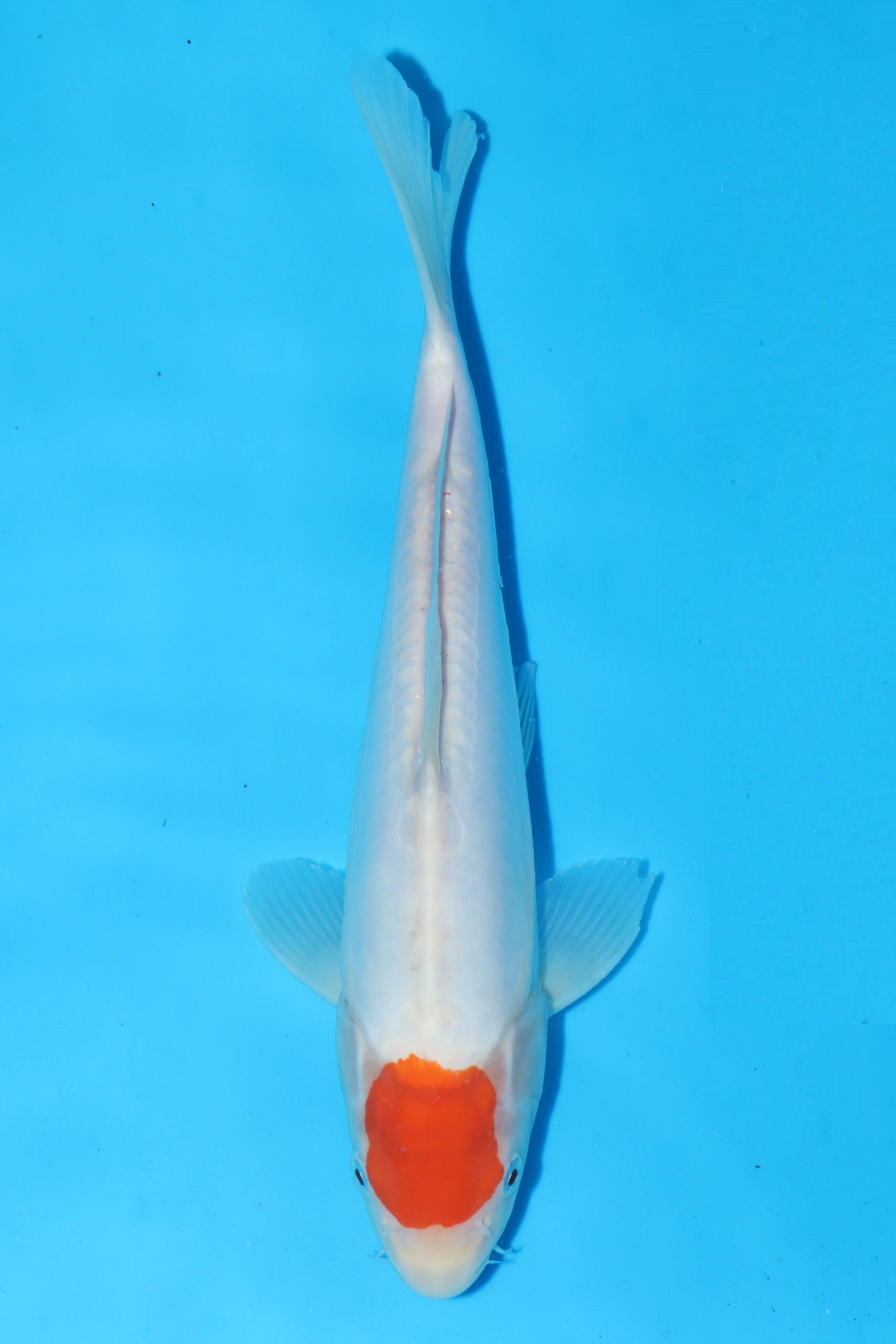 A-0110 - Doitsu Kohaku - Marusaka