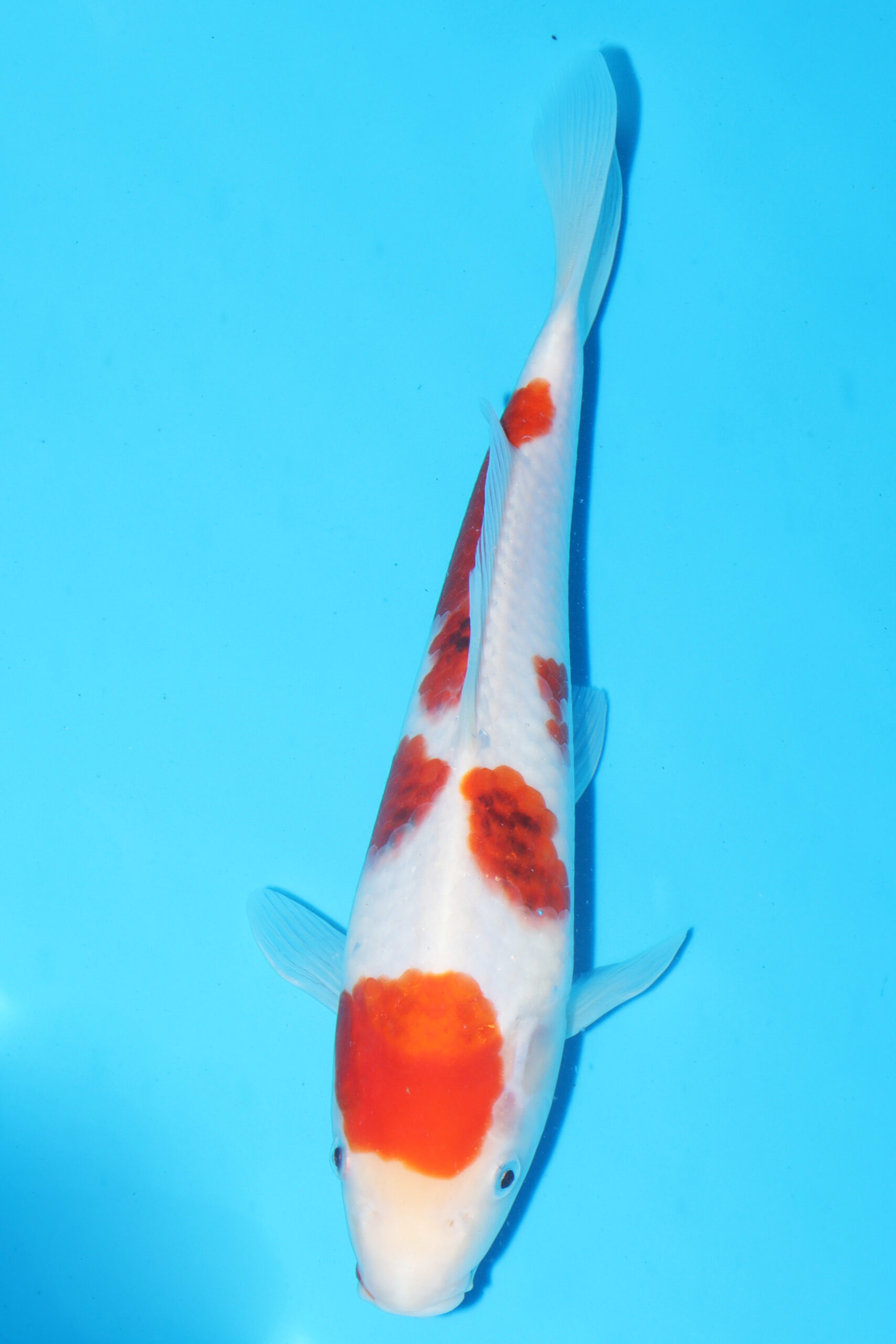 A-0122 - Ai Goromo - Izumiya - Image 2